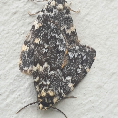 Halone sinuata (Rock Lichen Moth) at Latham, ACT - 19 Nov 2022 by LD12