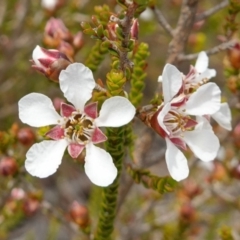 Leptospermum epacridoideum (Jervis Bay Tea-tree) at Vincentia, NSW - 7 Jan 2023 by RobG1