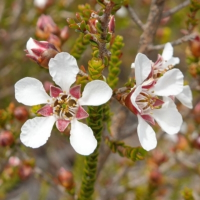 Leptospermum epacridoideum (Jervis Bay Tea-tree) at Vincentia, NSW - 7 Jan 2023 by RobG1