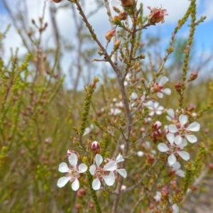 Leptospermum epacridoideum at Vincentia, NSW - 7 Jan 2023