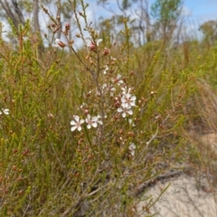 Leptospermum epacridoideum at Vincentia, NSW - 7 Jan 2023