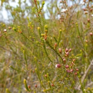 Leptospermum epacridoideum at Vincentia, NSW - 7 Jan 2023