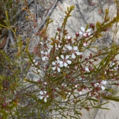 Leptospermum epacridoideum at Vincentia, NSW - 7 Jan 2023