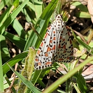 Utetheisa pulchelloides at Mitchell, ACT - 9 Jan 2023 10:48 AM