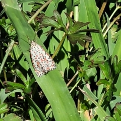 Utetheisa pulchelloides at Mitchell, ACT - 9 Jan 2023 10:48 AM