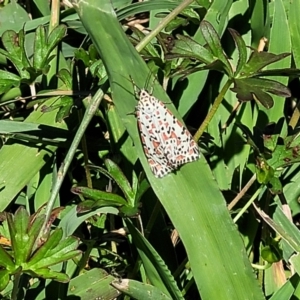 Utetheisa pulchelloides at Mitchell, ACT - 9 Jan 2023