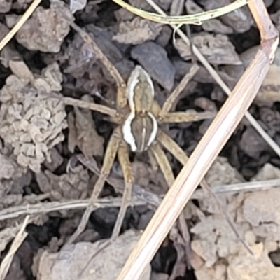 Dolomedes sp. (genus) (Fishing spider) at Crace Grasslands - 8 Jan 2023 by trevorpreston