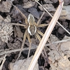 Dolomedes sp. (genus) at Mitchell, ACT - 9 Jan 2023 10:50 AM