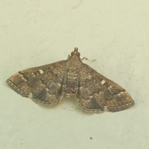 Nacoleia rhoeoalis at Latham, ACT - 26 Nov 2022