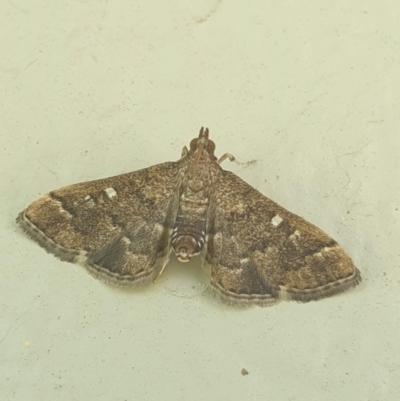 Nacoleia rhoeoalis (A Crambid moth (Spilomelinae) at Latham, ACT - 26 Nov 2022 by LD12