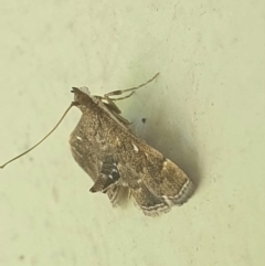 Nacoleia rhoeoalis at Latham, ACT - 26 Nov 2022