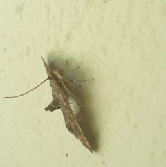 Nacoleia rhoeoalis at Latham, ACT - 26 Nov 2022