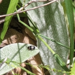 Ellipsidion australe at Latham, ACT - 26 Nov 2022 12:50 PM