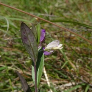 Polygala japonica at Charleys Forest, NSW - 3 Jan 2023