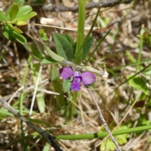 Polygala japonica at Charleys Forest, NSW - 3 Jan 2023