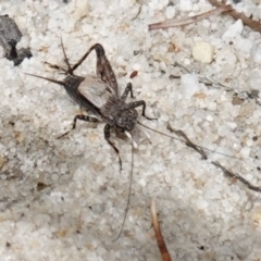 Bobilla killara (Pygmy Cricket) at Vincentia, NSW - 7 Jan 2023 by RobG1