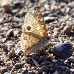 Junonia villida (Meadow Argus) at Coree, ACT - 8 Jan 2023 by KorinneM