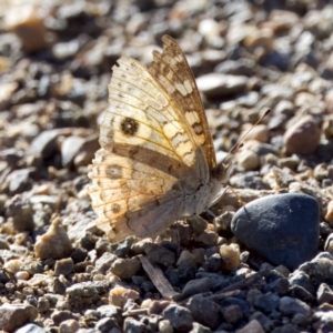 Junonia villida at Coree, ACT - 8 Jan 2023