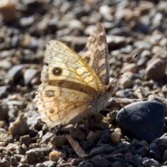 Junonia villida at Coree, ACT - 8 Jan 2023