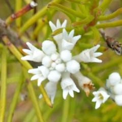 Conospermum ericifolium at Vincentia, NSW - 7 Jan 2023 by RobG1