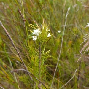 Conospermum ericifolium at Vincentia, NSW - 7 Jan 2023 02:46 PM