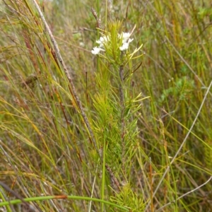 Conospermum ericifolium at Vincentia, NSW - 7 Jan 2023 02:46 PM