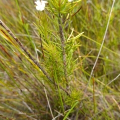 Conospermum ericifolium at Vincentia, NSW - 7 Jan 2023 02:46 PM