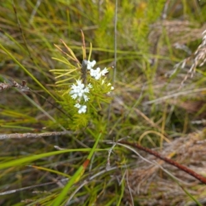 Conospermum ericifolium at Vincentia, NSW - 7 Jan 2023 02:46 PM