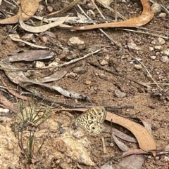 Geitoneura acantha (Ringed Xenica) at Hackett, ACT - 6 Jan 2023 by APB