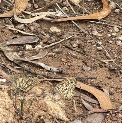 Geitoneura acantha (Ringed Xenica) at Hackett, ACT - 6 Jan 2023 by APB