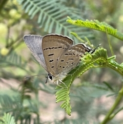 Jalmenus ictinus (Stencilled Hairstreak) at Hackett, ACT - 6 Jan 2023 by APB