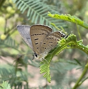 Jalmenus ictinus at Hackett, ACT - 7 Jan 2023