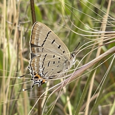 Jalmenus ictinus (Stencilled Hairstreak) at Hackett, ACT - 6 Jan 2023 by APB