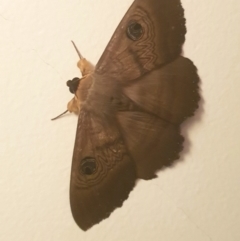 Dasypodia selenophora (Southern old lady moth) at Latham, ACT - 24 Nov 2022 by LD12