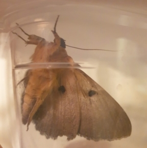 Dasypodia selenophora at Latham, ACT - 24 Nov 2022