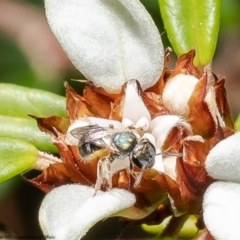 Lasioglossum (Homalictus) sp. (genus & subgenus) (Furrow Bee) at ANBG - 8 Jan 2023 by Roger
