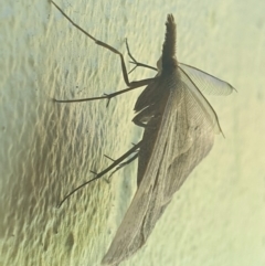 Epidesmia hypenaria at Latham, ACT - 4 Dec 2022 09:47 AM