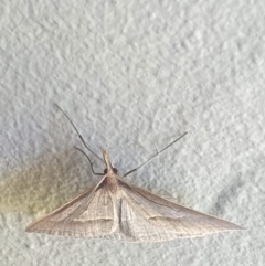 Epidesmia hypenaria at Latham, ACT - 4 Dec 2022 09:47 AM