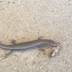 Lampropholis delicata (Delicate Skink) at Latham, ACT - 10 Dec 2022 by LD12