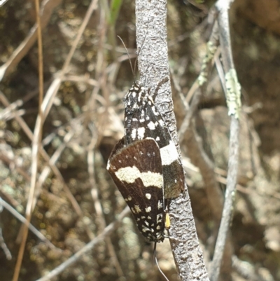 Idalima affinis (A day flying moth) at Coree, ACT - 11 Dec 2022 by LD12