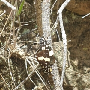 Idalima affinis at Coree, ACT - 11 Dec 2022 11:34 AM