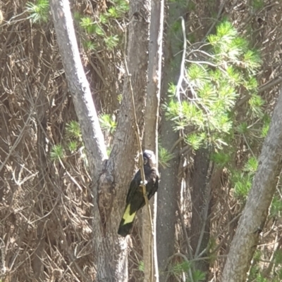 Zanda funerea (Yellow-tailed Black-Cockatoo) at Coree, ACT - 11 Dec 2022 by LD12