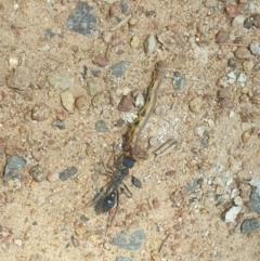 Myrmecia sp. (genus) (Bull ant or Jack Jumper) at Coree, ACT - 11 Dec 2022 by LD12