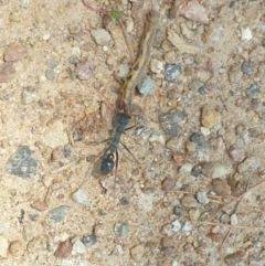 Myrmecia sp. (genus) at Coree, ACT - 11 Dec 2022