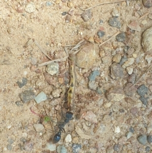 Myrmecia sp. (genus) at Coree, ACT - 11 Dec 2022