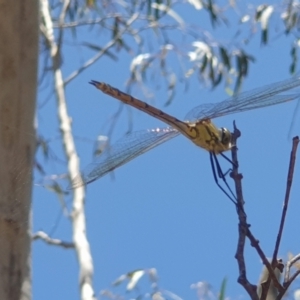 Hemicordulia tau at Coree, ACT - 11 Dec 2022 12:51 PM