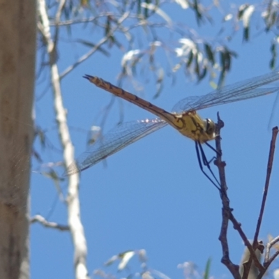 Hemicordulia tau (Tau Emerald) at Sherwood Forest - 11 Dec 2022 by LD12