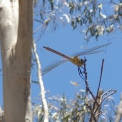 Hemicordulia tau at Coree, ACT - 11 Dec 2022