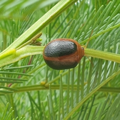 Dicranosterna immaculata (Acacia leaf beetle) at Hawker, ACT - 31 Dec 2022 by LD12