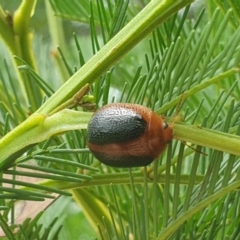 Dicranosterna immaculata at Hawker, ACT - 31 Dec 2022